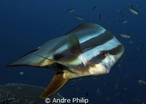 Close encounter with a very curious Batfish by Andre Philip 